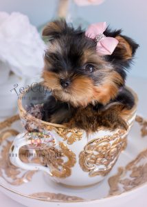 Female Yorkshire Terrier Miami