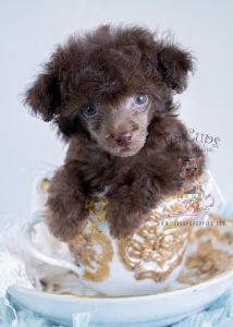 Female Chocolate Poodle For Sale in Davie