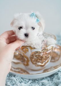 Male Maltese Puppies For Sale Florida