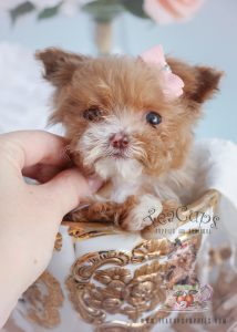 Female Micro Teacup Poodle