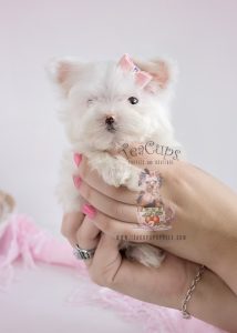 Female Teacup Maltese South Florida