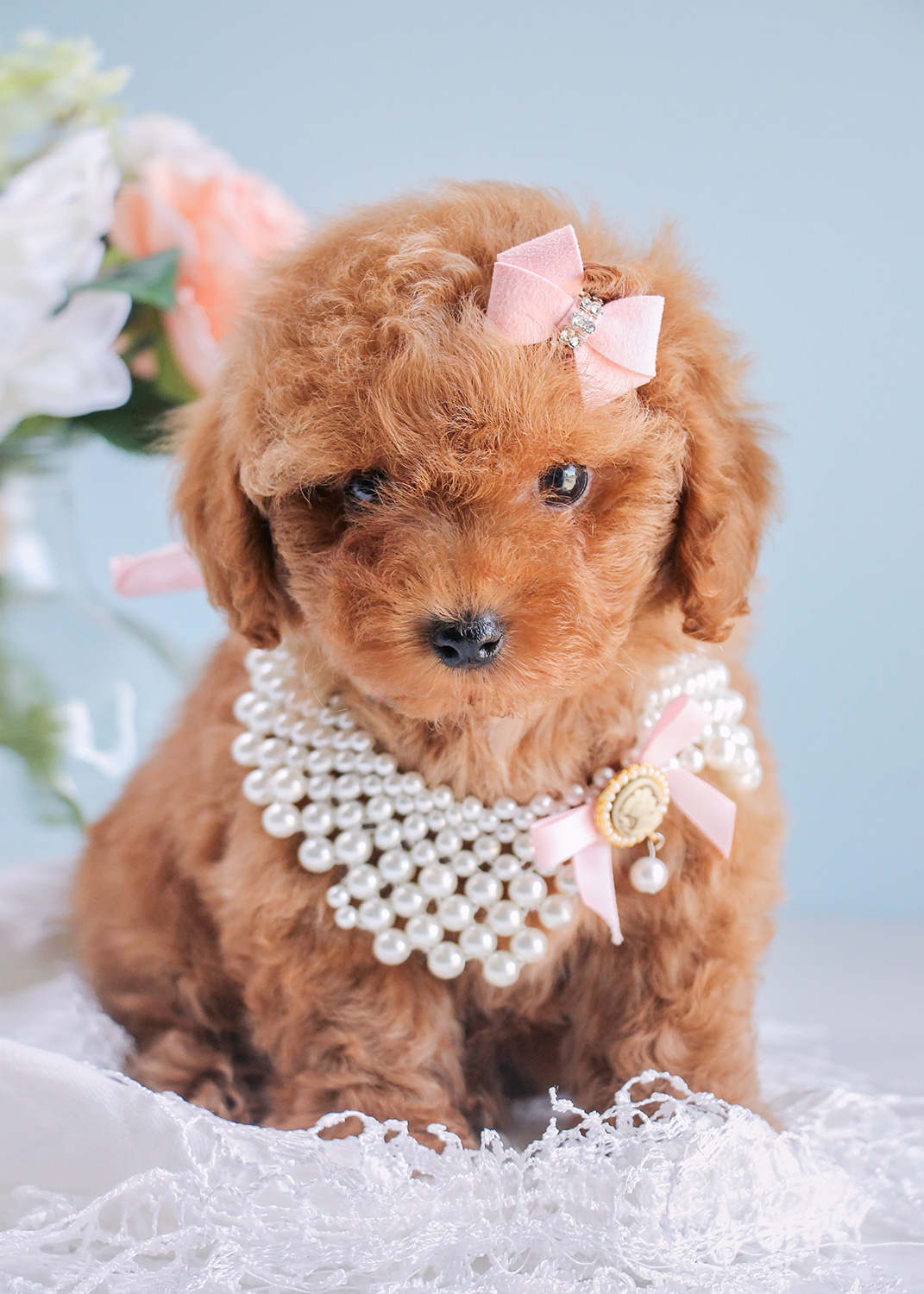 Cutest Red Poodle Puppies Available South Florida