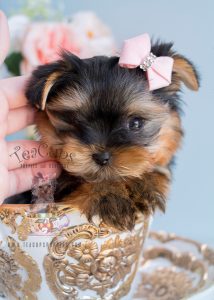 Yorkie Puppies Broward County Florida