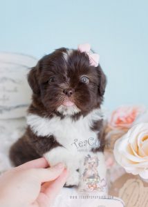 Adorable Female Chocolate Shih Tzus