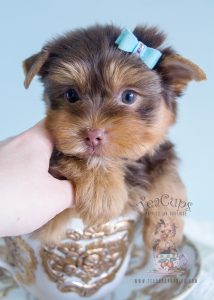 Chocolate Teacup Yorkies in Davie Florida