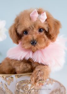 Toy Poodle Puppy For Sale #174