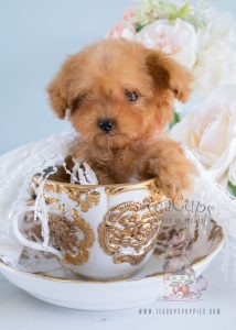 Available at Teacups Puppies, Apricot Poodle Puppies