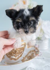 #194 Biewer Yorkie Terrier Puppy For Sale