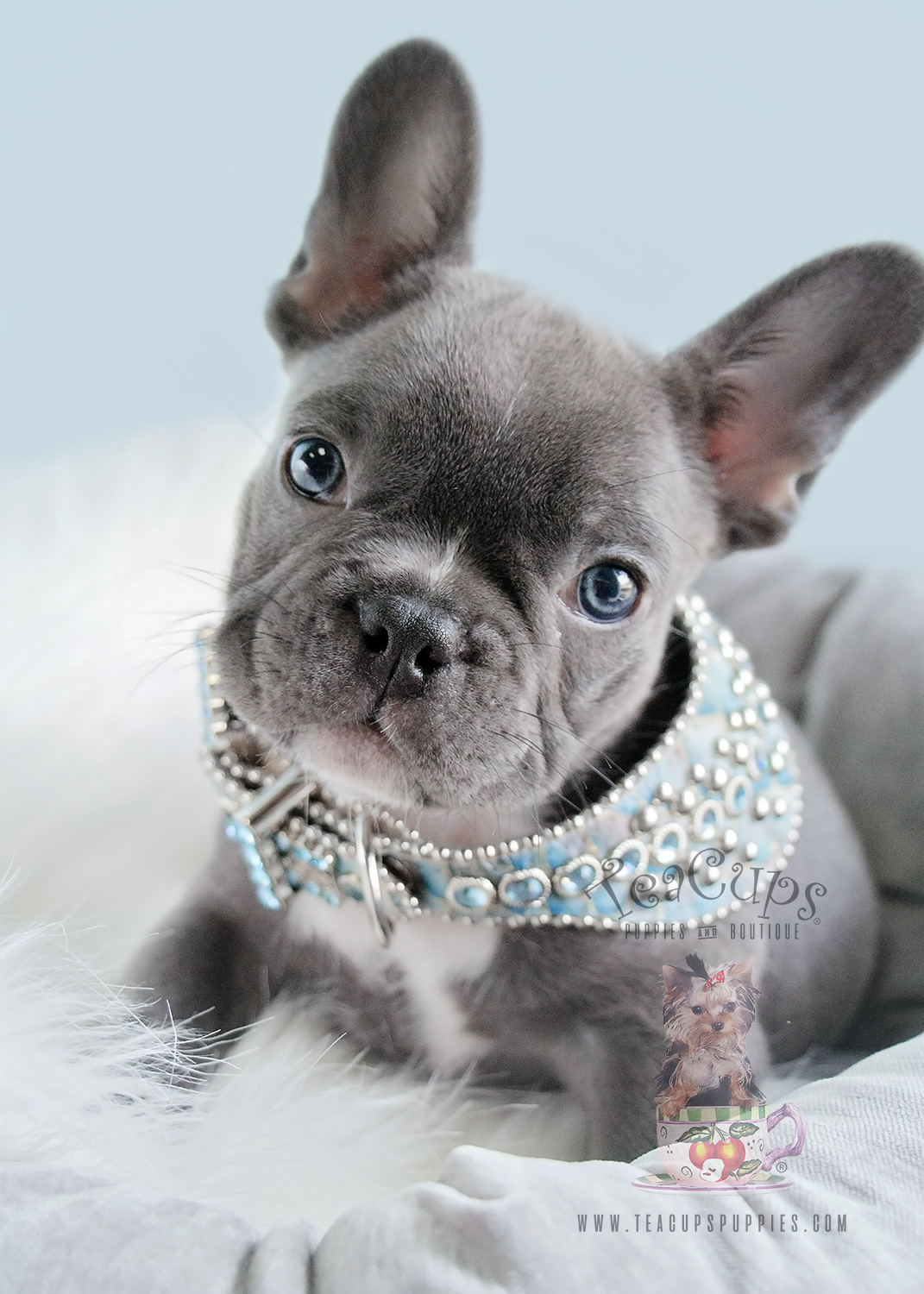 Blue Male Frenchie Puppies For Sale in Davie FL | Teacups, Puppies ...