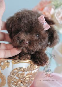 Tiny Toy Poodle 210 For Sale Teacup Puppies