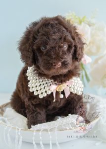 Toy Chocolate Poodle for Sale at Teacups 206