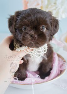 Chocolate Shih Tzu puppy by TeaCups Puppies