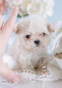 Tiny Micro Teacup Maltese puppy