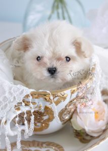 Micro Teacup Maltese Puppy #188 For Sale