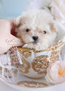 Teacup Maltese #188 For Sale Micro Teacup Puppy