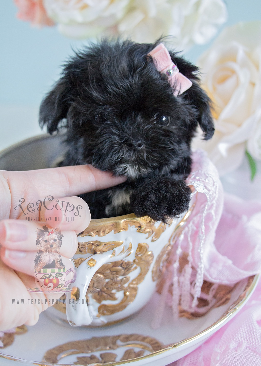 Maltipoos at Teacups Puppies in Davie Florida | Teacups, Puppies & Boutique1071 x 1500