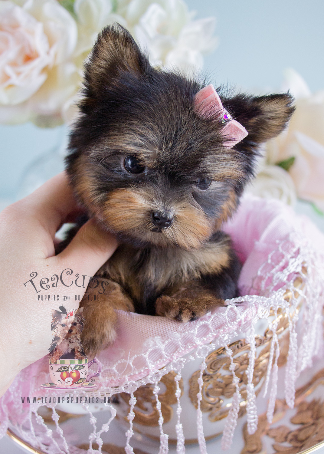 Tiniest Teacup Yorkie Puppy For Sale Teacups, Puppies & Boutique