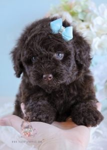 Toy Poodle Puppy 208 For Sale