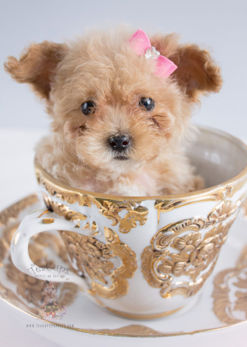 Teacup and Toy Poodle Puppies | Teacups, Puppies & Boutique