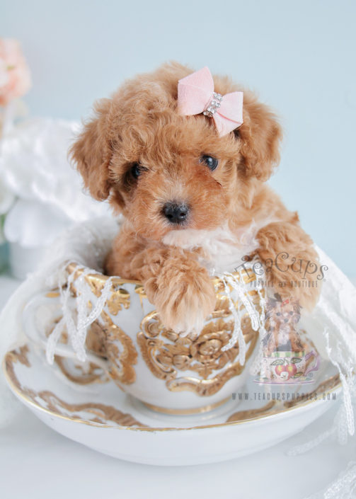 Teacup and Toy Poodle Puppies | Teacups, Puppies & Boutique