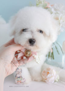 Puppy For Sale #263 Teacup Puppies Bichon Frise