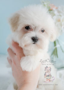 For Sale #271 Teacup Puppies Maltipoo Puppy