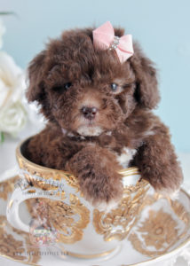 For Sale Teacups Poodle 254 Puppy