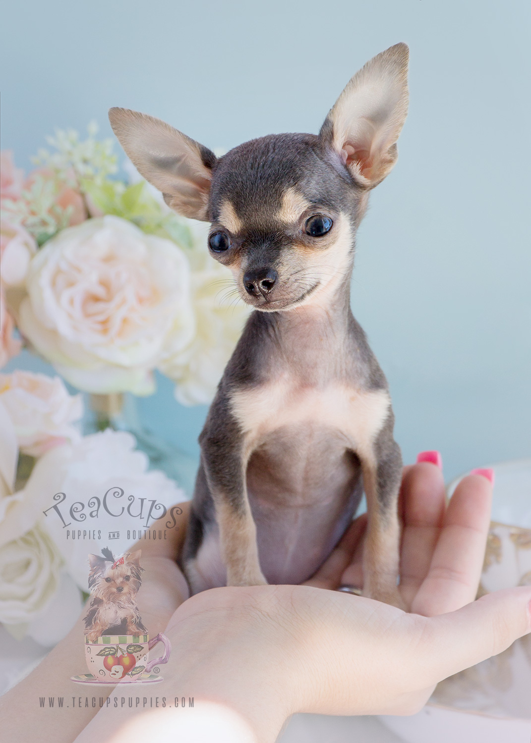Blue Chihuahua Puppies Teacups, Puppies & Boutique