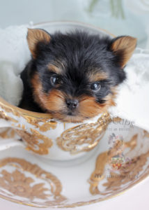 Teacup Yorkie Puppy For Sale #266