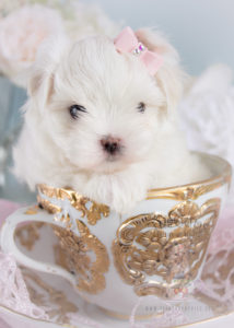 Adorable Maltese Puppy For Sale Teacup Puppies 250