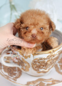 Tiny Poodle Puppy For Sale Teacup Puppies