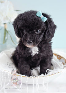 Teacup Puppies Toy Poodle Puppy For Sale 256