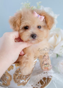 For Sale #268 Teacup Puppies Toy Poodle Puppy