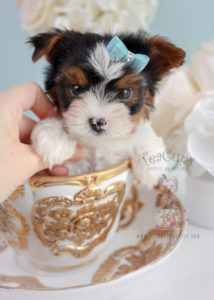 Biewer Yorkie Terrier For Sale #286 Teacup Puppies