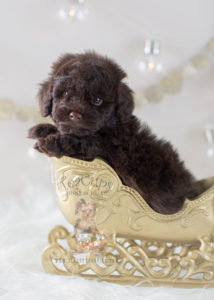 Teacup Puppies Chocolate Toy Poodle Puppy #294