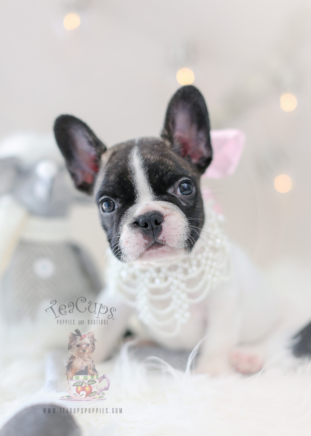 The French Bulldog of your dreams is here! Teacup