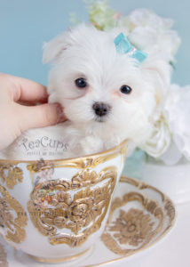 Puppy For Sale #289 Teacup Puppies Maltese