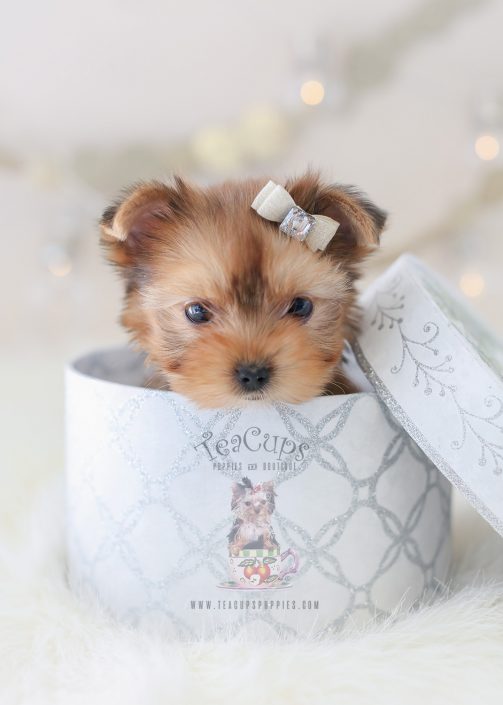 Toy or Teacup Yorkies for sale | Teacups, Puppies & Boutique