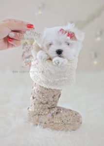 Teacup Puppies Maltese Puppy For Sale