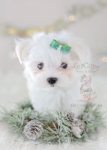 For Sale #342 Teacup Puppies Maltese Puppy