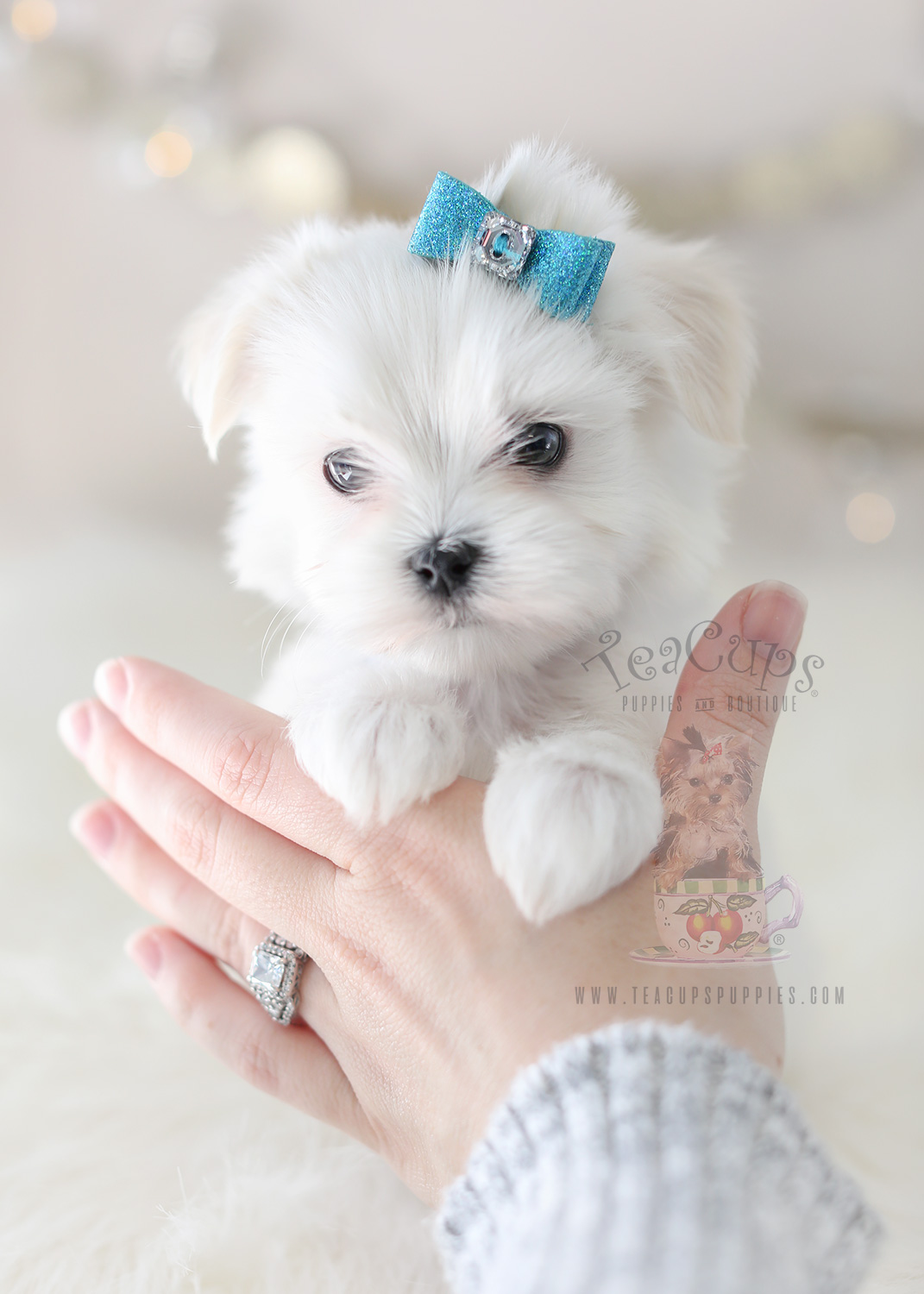 Adorable Maltese Here! | Teacups, Puppies &amp; Boutique