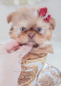 For Sale Teacups Puppies Shih Tzu Puppy #330