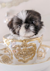 For Sale #337 Teacup Puppies Shih Tzu Puppy