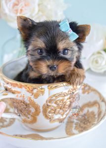 Teacup Yorkie Puppy #224 For Sale