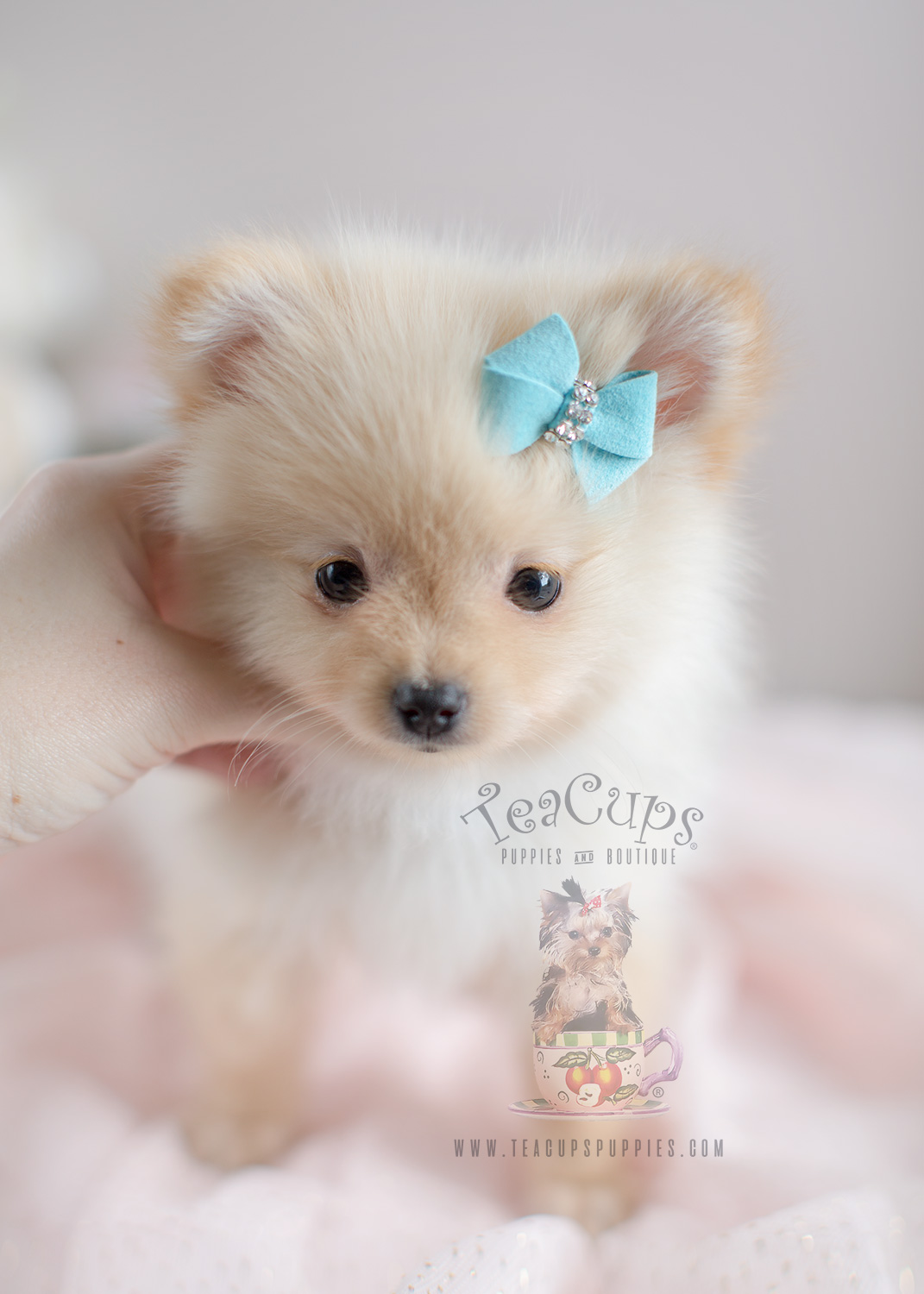 Teacup Pomeranian For Sale At South Florida Teacups