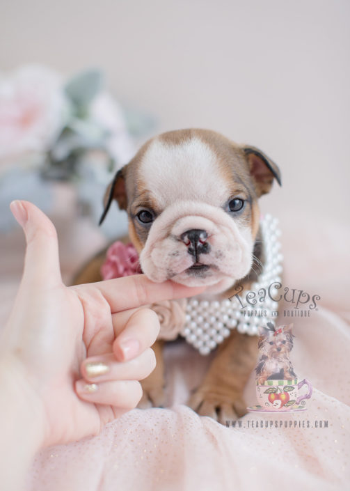 English Bulldog Puppies For Sale by 