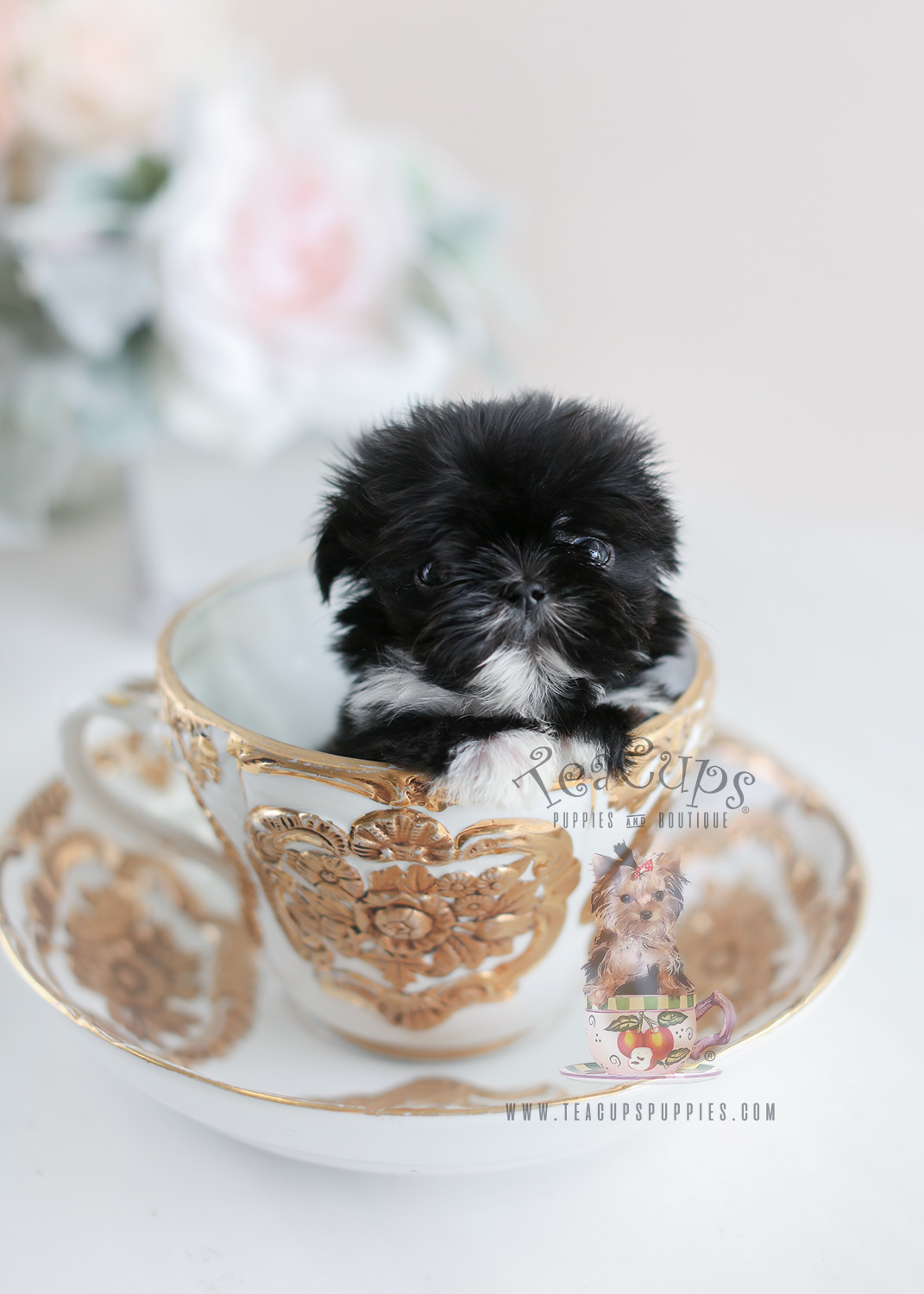 toy shih tzu for sale