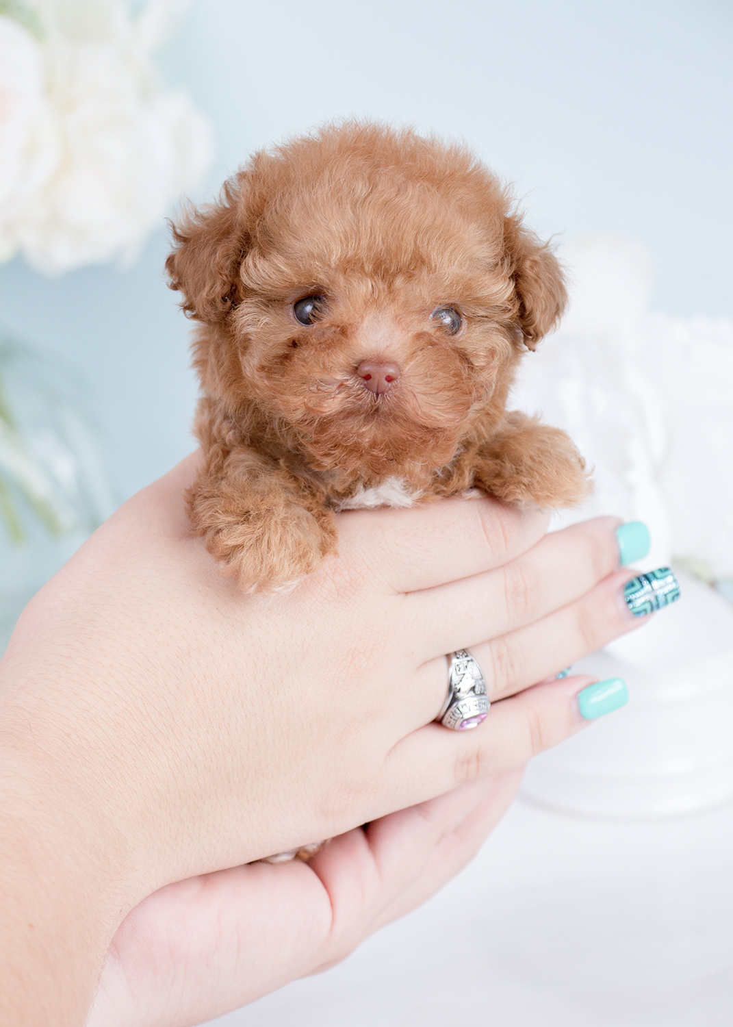 teacup poodle puppies for sale