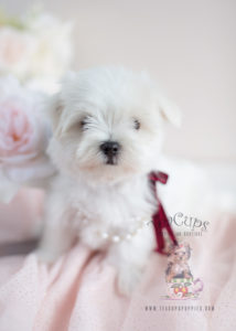 Maltese Breeder Puppies For Sale