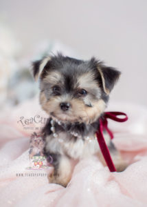 Morkie-puppy-for-sale-teacup-puppies-018-b | Teacup Puppies & Boutique